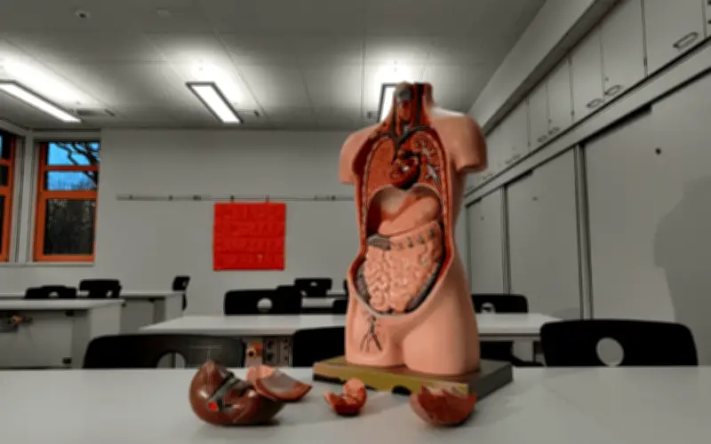 Atlas de Órganos Humanos: Revolución en el Estudio de la Anatomía con Imágenes 3D sin Precedentes