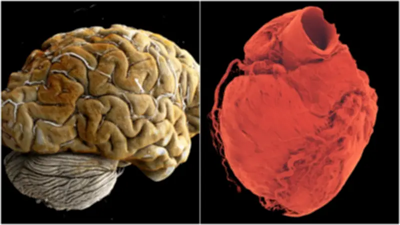 Atlas Humano 3D: Un 'Google Maps' del Cuerpo Revoluciona la Medicina