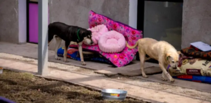 Aumenta a 34 la cifra de perros fallecidos tras rescate del Refugio Franciscano