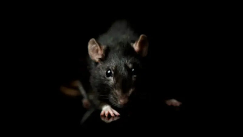 Aumento de ratas en CDMX: UNAM revela causas climáticas y urbanas