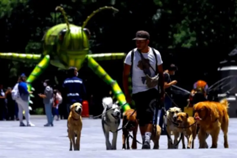 Autoridades de CDMX arrumban medidas para regular paseadores de perros