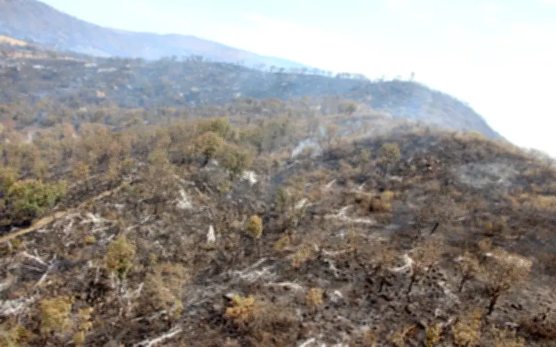 Autoridades de Tlajomulco supervisan fauna silvestre tras incendio en La Primavera