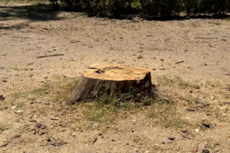 Autoridades retiran árboles en mal estado del Parque de los Venados en CDMX