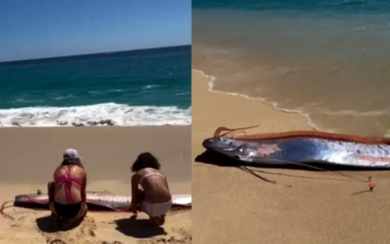 Avistamiento de 'Peces del Fin del Mundo' en Playa de Cabo San Lucas Genera Alarma y Fascinación