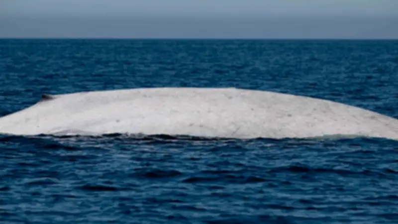 Avistamiento Histórico: Ballena Azul Albina Aparece en la Bahía de Loreto