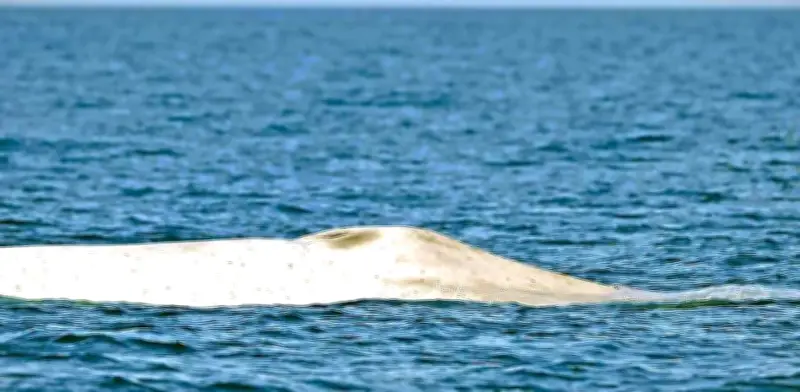 Avistamiento histórico de ballena azul albina en Baja California Sur