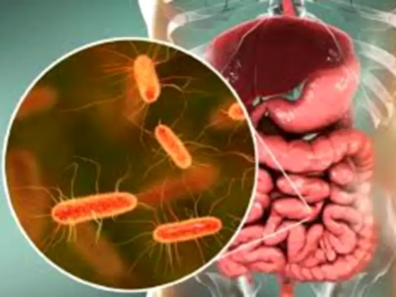 Bacteria intestinal Roseburia mejora fuerza muscular y podría combatir sarcopenia