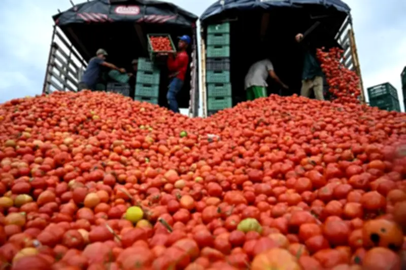 Baja producción de tomate en México por aranceles de EUA afecta al sector agrícola