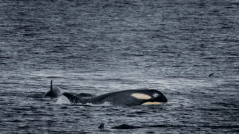 Ballenas sorprenden a turistas en Acapulco con avistamientos cercanos a la costa