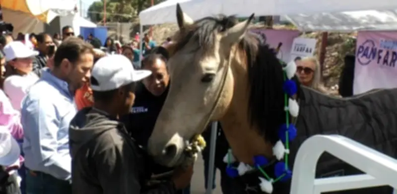 ‘Bayo’, el último caballo carretonero de Los Reyes La Paz, es liberado tras años de trabajo