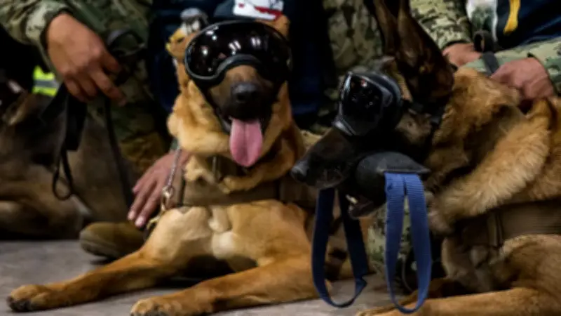 Binomios Caninos Buscan Víctimas Tras Colapso de Edificio en Demolición en CDMX