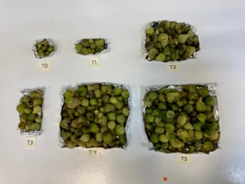 Bioproductos de la UAEH: La revolución biotecnológica que transforma desechos en recursos agrícolas