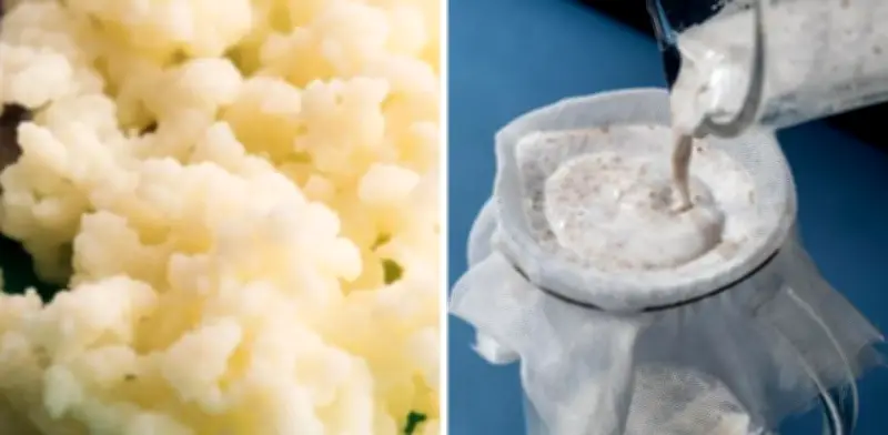 Búlgaros de Leche: Guía Completa para Crearlos en Casa y Sus Beneficios Saludables