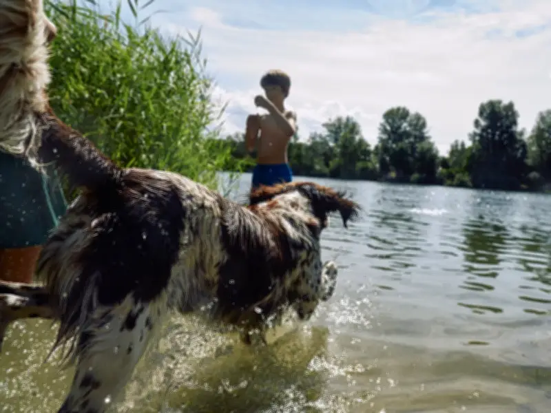 Boehringer Ingelheim lanza campaña global sobre prevención de parásitos en mascotas