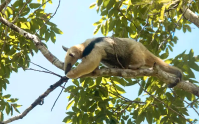 Bolivia libera dos osos meleros rehabilitados tras incendios forestales de 2024