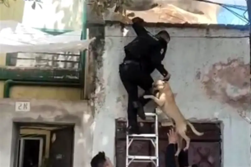 Bomberos rescatan a perro atrapado durante conato de incendio en Monterrey