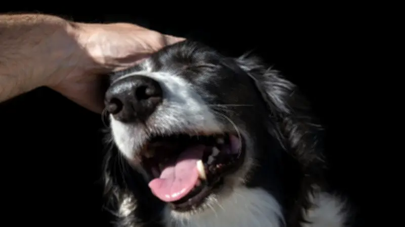 Brugada anuncia plan masivo de bienestar animal con hospitales, clínicas y parques en CDMX