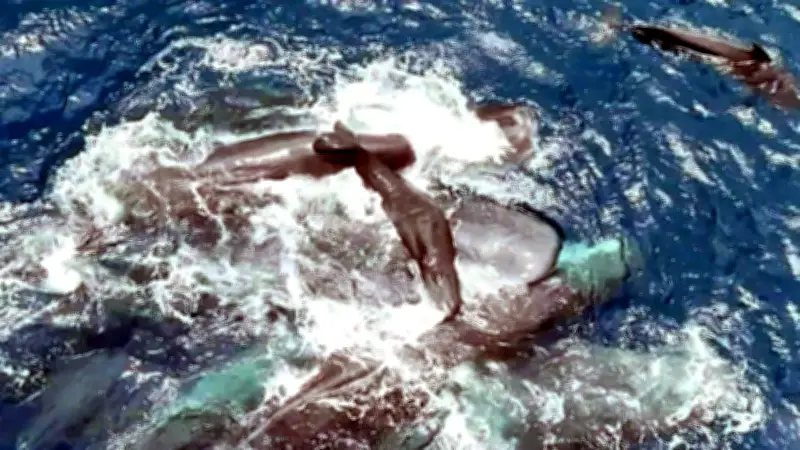 Cachalote da a luz en aguas mexicanas en extraordinario video submarino