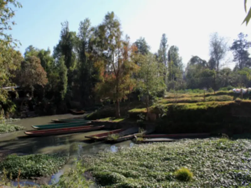 Canales de San Gregorio Atlapulco: entre chinampas y contaminación en Xochimilco