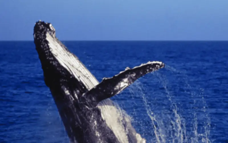 Cancelan proyecto de gas en el Golfo de California, salvaguardando a las ballenas