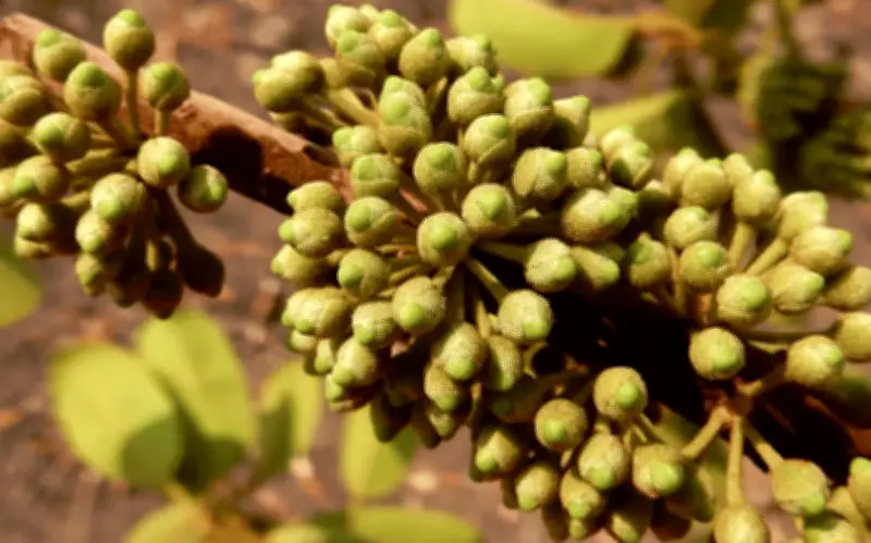 Capiri: La fruta mexicana en peligro de extinción con grandes beneficios nutricionales