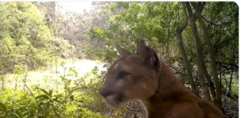 Captan a majestuoso Puma concolor en Reserva Balam Kú de Campeche; segundo felino más grande de América