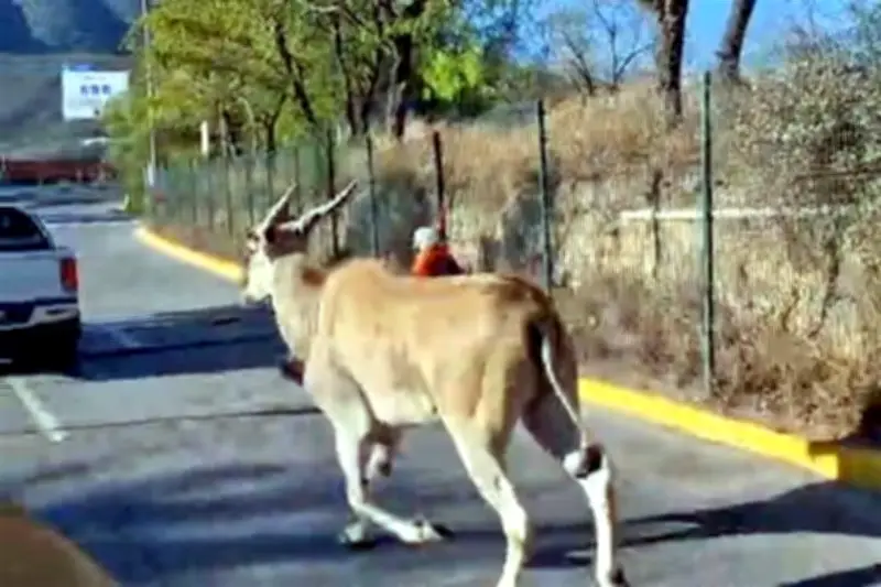 Capturan a antílope que escapó de La Pastora en Monterrey tras intensa búsqueda