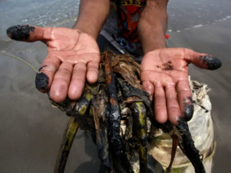 Chapopote contamina playas de Veracruz; afecta a 7 municipios y amenaza tortugas