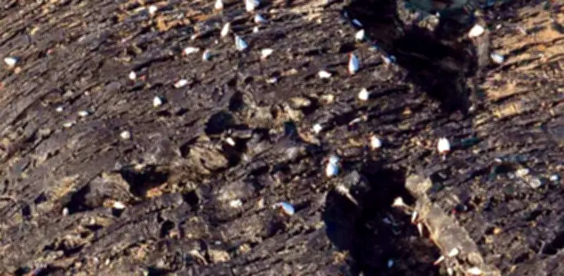 Chapopote paraliza pesca en Alvarado, Veracruz; reportan pérdidas millonarias