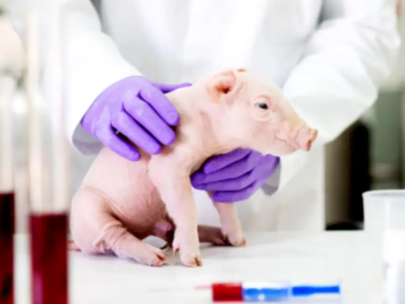 Científicos británicos logran implantar esófagos editados genéticamente en cerdos