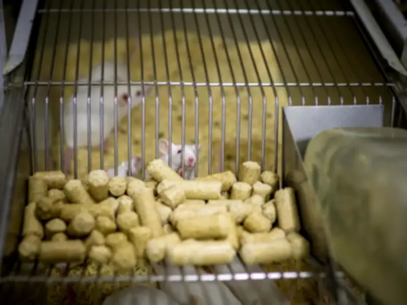 Científicos desarrollan inmunoterapia que elimina placas cerebrales del alzhéimer en ratones