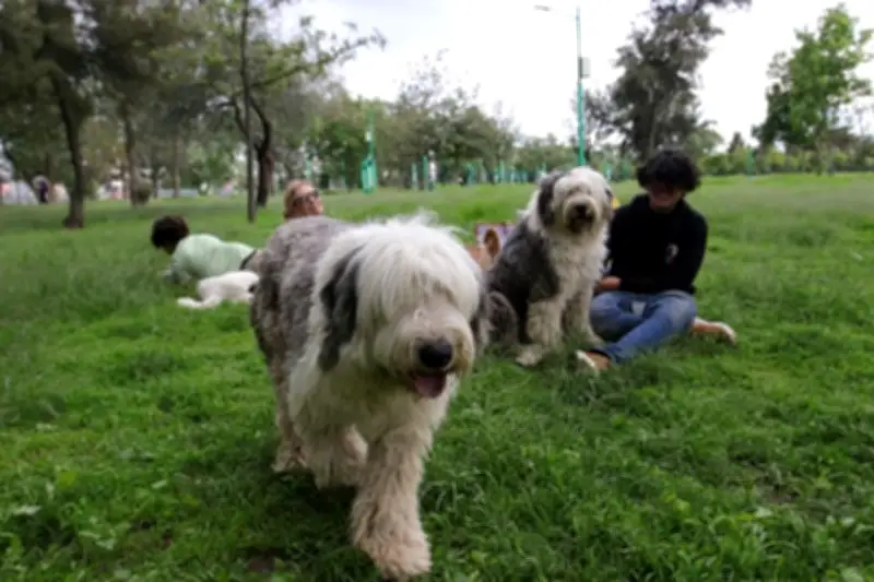 Ciudad de México endurece sanciones por pasear perros sin correa en espacios públicos