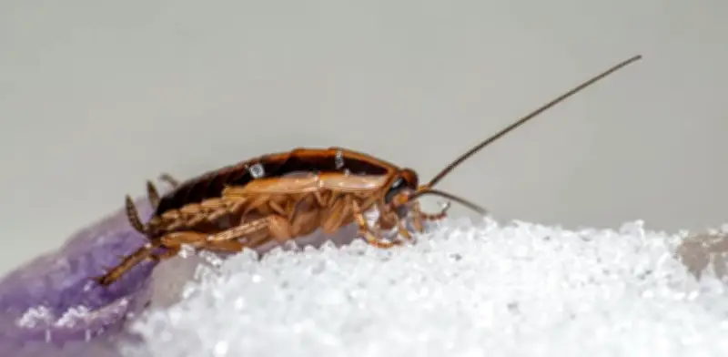 Clausuran fábrica de dulces infestada con cucarachas y heces en Ecuador