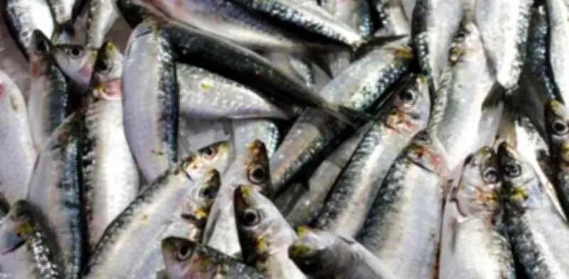 Cómo Cocinar Sardinas Perfectamente: Guía Completa y Consejos Prácticos