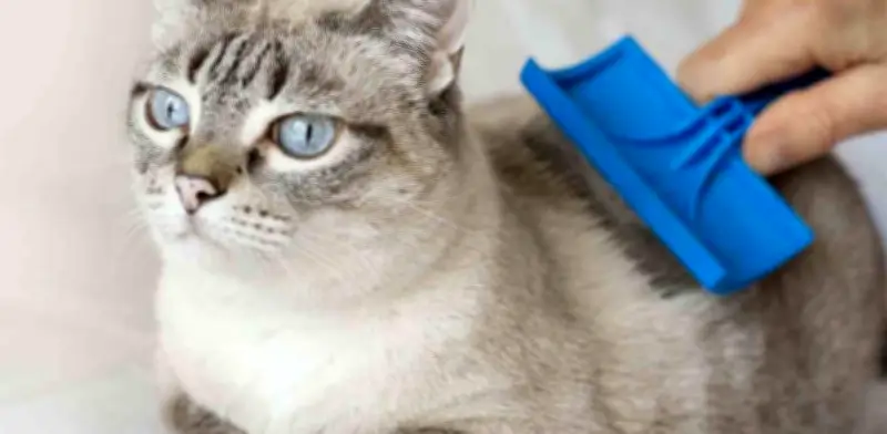 Cómo Desenredar el Pelo de tu Gato: Guía Segura para Eliminar Nudos sin Dañarlo