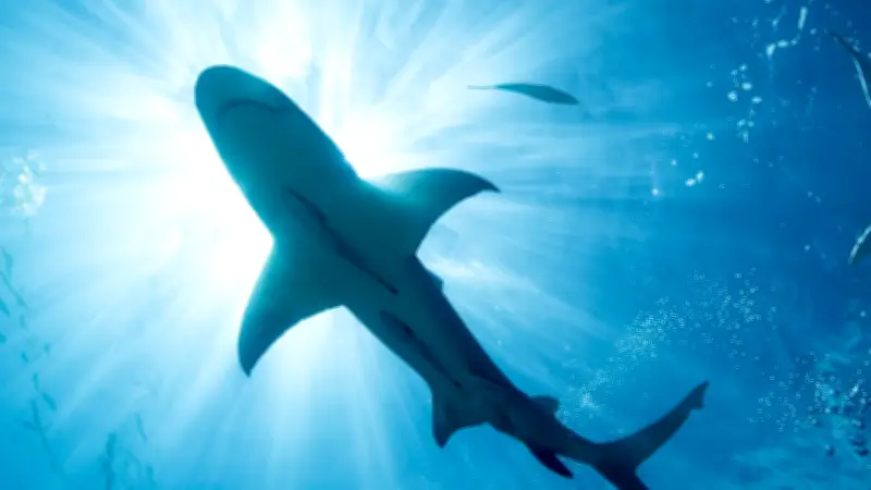 Cocaína y cafeína en tiburones de Bahamas: alerta por contaminación marina humana