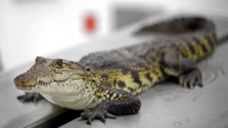 Cocodrilo de 1.5 metros sorprende en Central de Abasto de Villahermosa