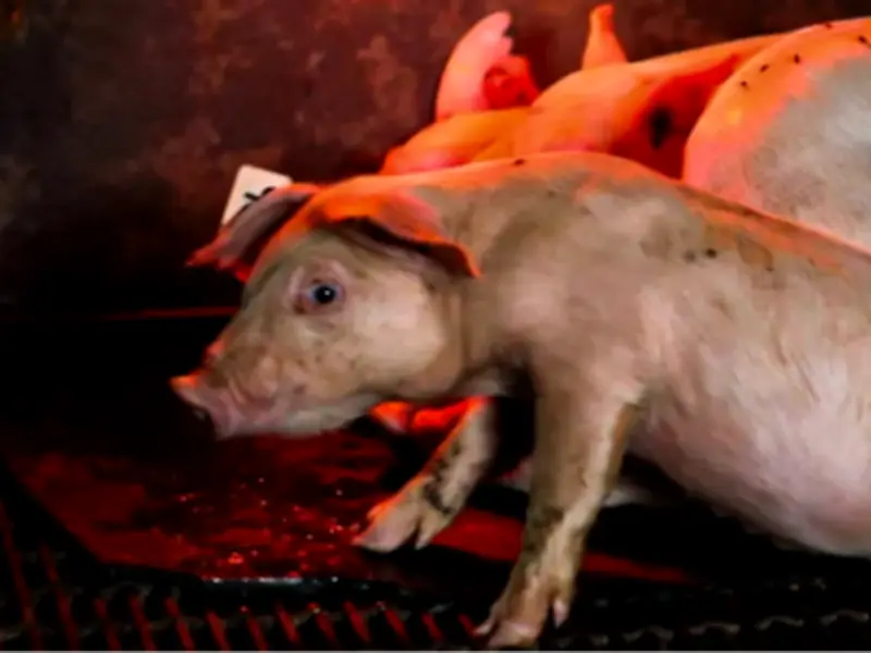 Colima a un paso de transformar su sistema alimentario con ley de alimentación sostenible