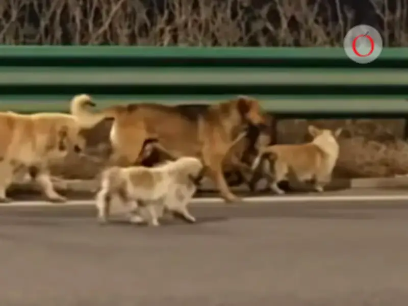 Como en una película: 7 perros robados regresan a casa guiados por un corgi en China