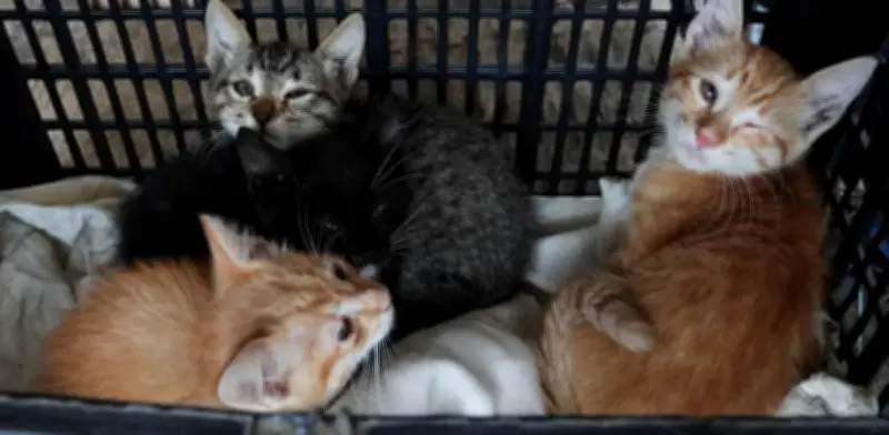 Congreso CDMX otorgará presea a rescatistas de animales con perspectiva de género