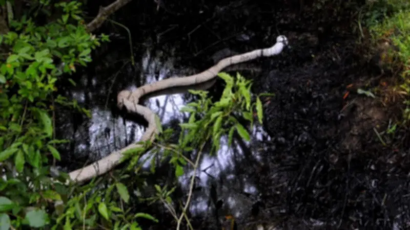 Cordones Oleofílicos: La Tecnología Clave para Contener el Derrame Petrolero en el Golfo de México