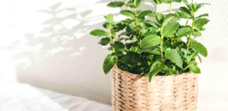Cultiva Menta en Casa: Guía Completa Paso a Paso para Principiantes