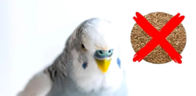 Día Internacional del Periquito Australiano: Peligros de una dieta basada solo en alpiste