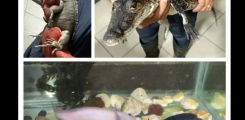 Decomisan cocaína y animales exóticos a narcomenudistas en Venustiano Carranza