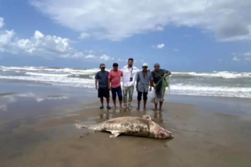 Derrame de crudo en Veracruz causa muerte de dos delfines y grave daño ecológico