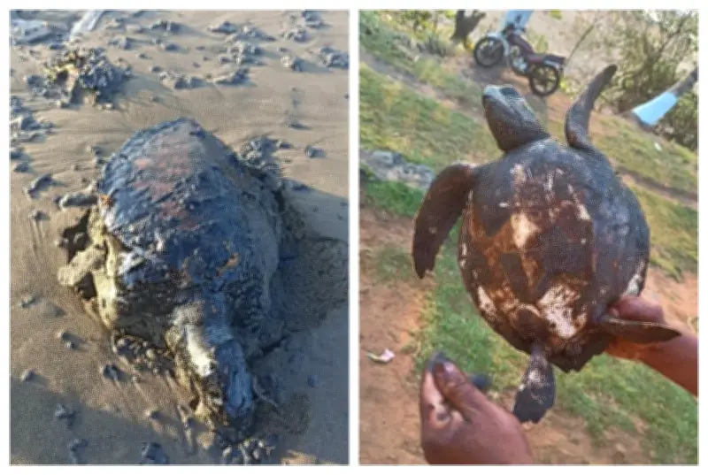 Derrame de hidrocarburo en Veracruz se originó en barco privado de Tabasco: Nahle