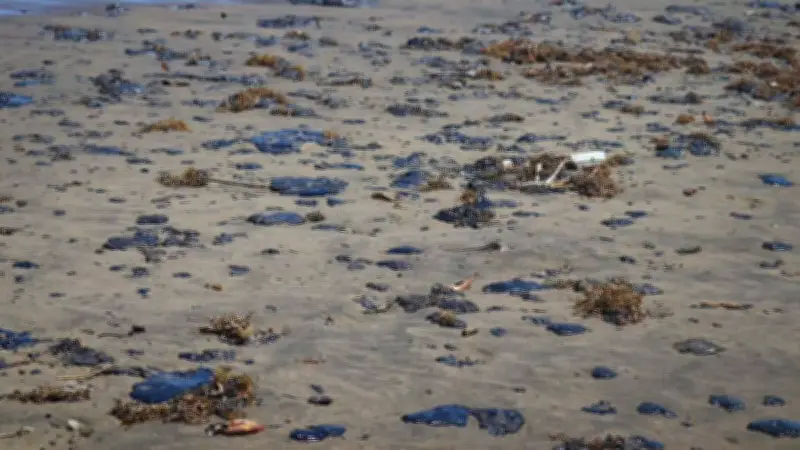 Derrame de Hidrocarburo Impacta a 15 Municipios en Veracruz y Tabasco: Investigación en Marcha