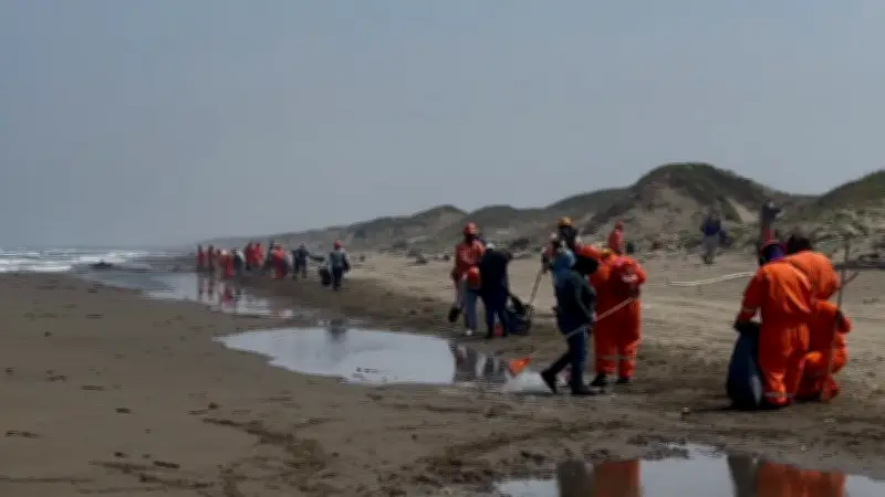 Derrame de hidrocarburo persiste en Veracruz: playas contaminadas y tortugas muertas