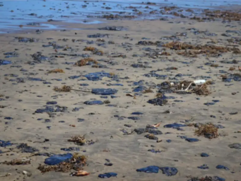 Derrame de petróleo afecta costas del Golfo: Tamaulipas activa protocolos de emergencia