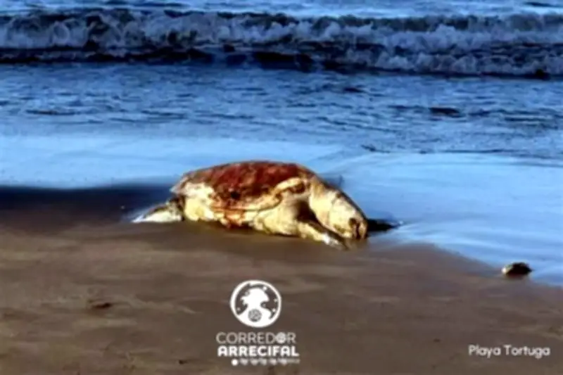 Derrame de petróleo en el Golfo de México alcanza los 630 km, advierten desastre ambiental